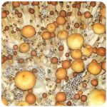 Псилоцибиновые (галлюциногенные)  грибы Psilocybin "Golden Teacher" в Волосово