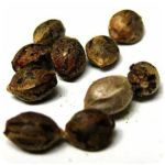 Семена марихуаны АК-47  (Seeds AK-47) в Волосово